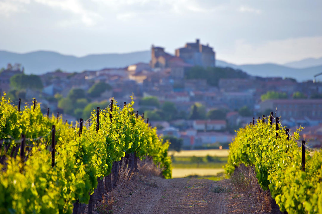 Malvazija/Malvasia - Weißwein aus Istrien - Kroatien