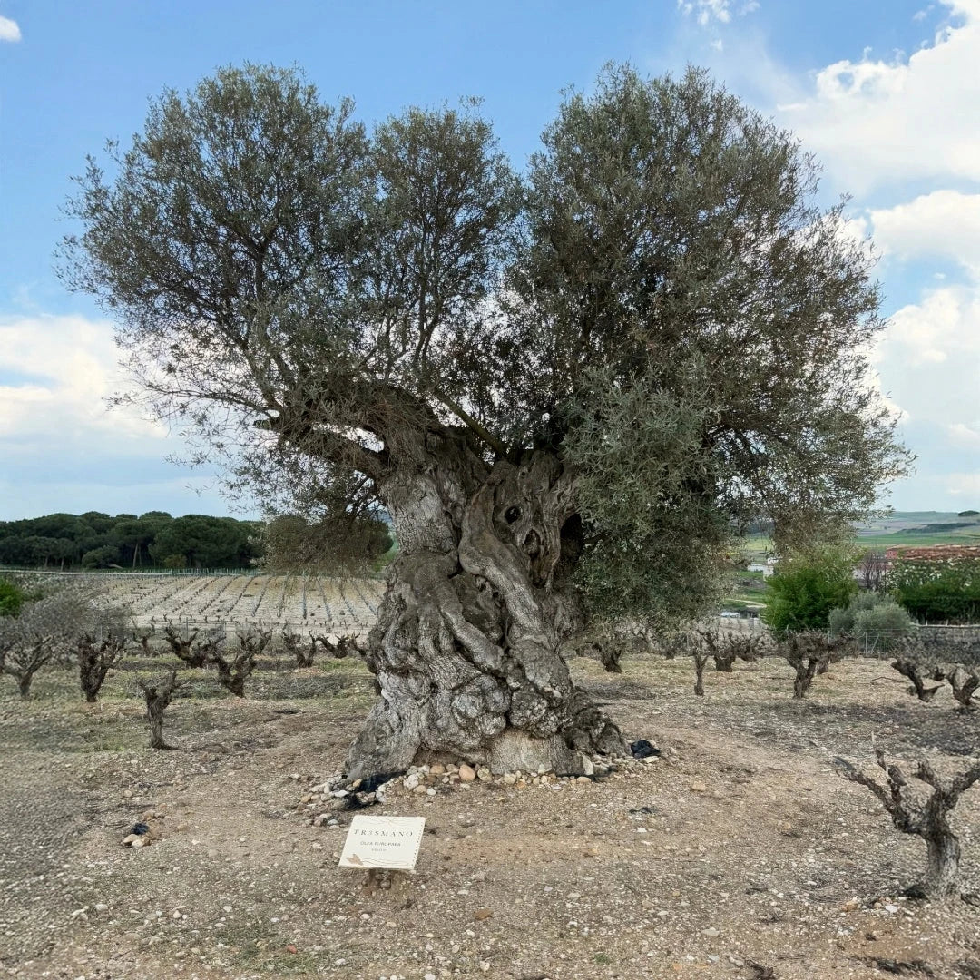 Alter-Olivenbaum-Ribera-del-Duero-Spanien-www.wineforyou.at