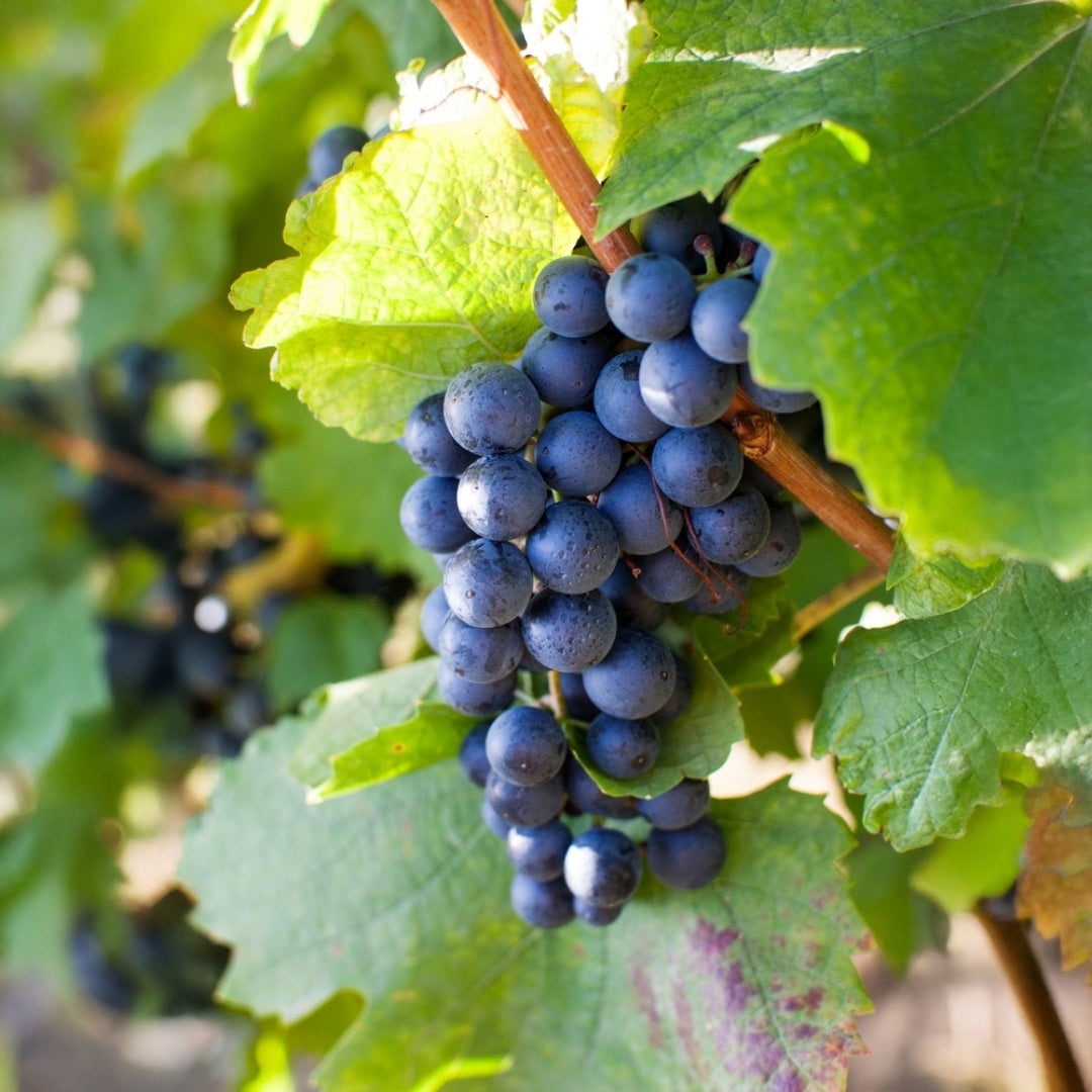 Winzerbild 3