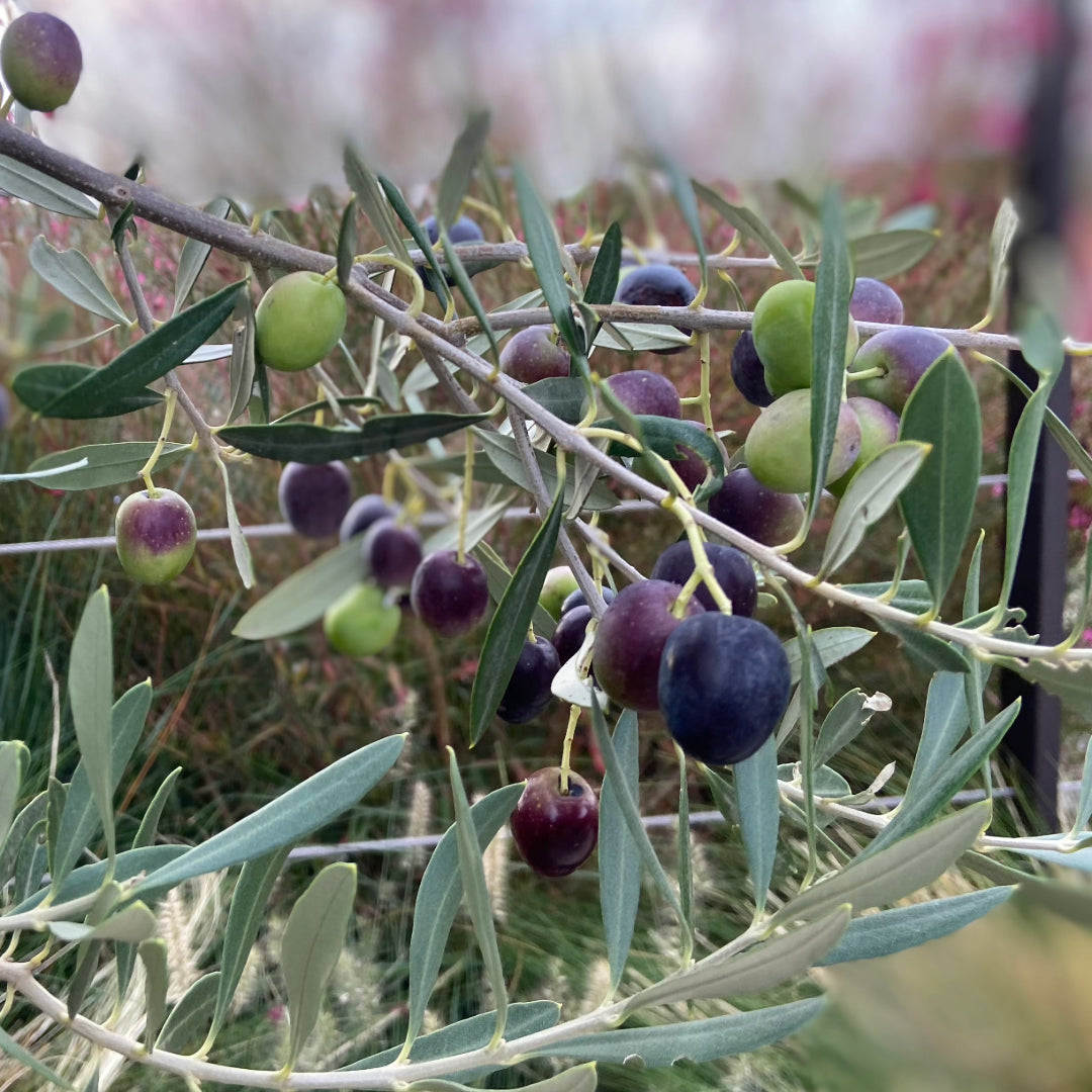 Winzerbild 1